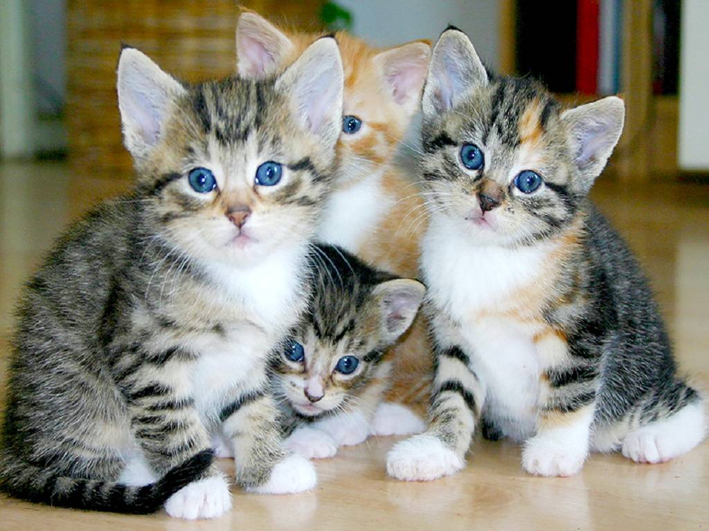 Cara Mengawinkan Kucing dengan Benar