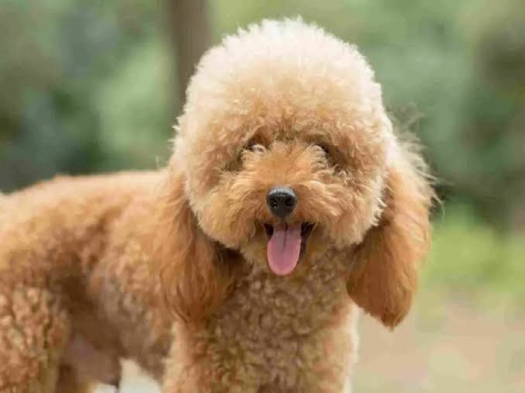 10 Ras Anjing Menggemaskan yang Ramah dan Mudah Dirawat di Rumah